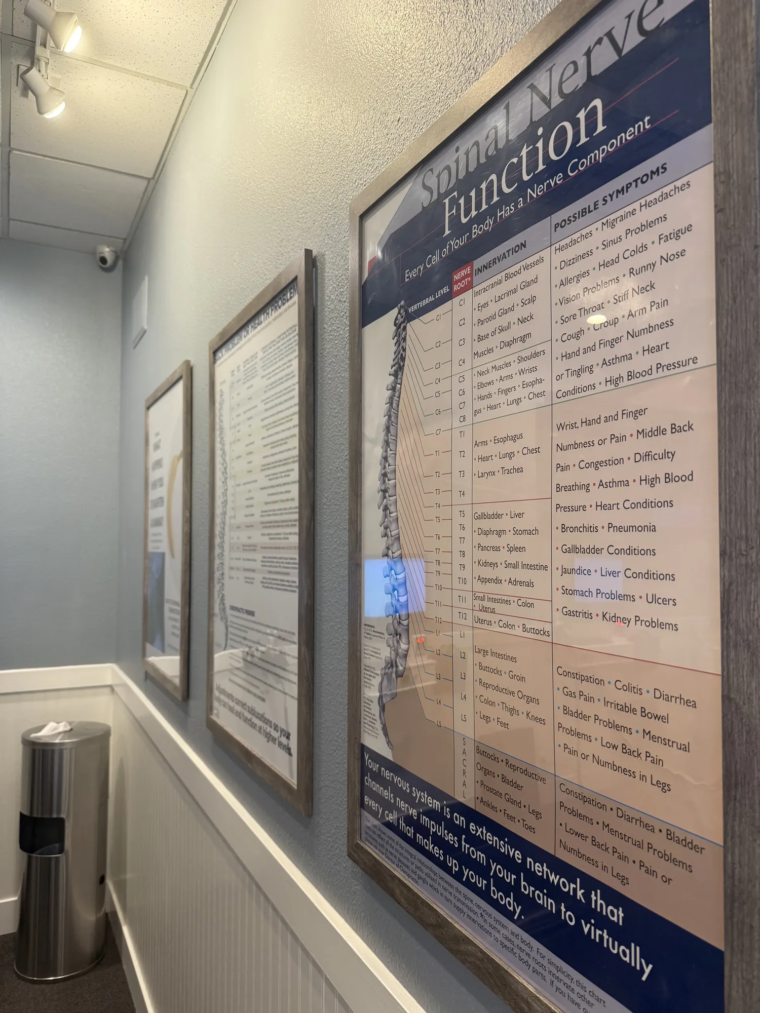 Spinal nerve education wall